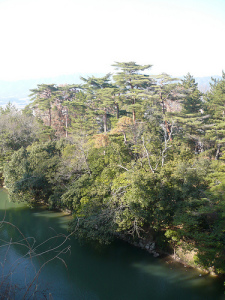 Iga Ueno Woods